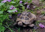 Hermanns : Male approx 8 years old (Tortellini)
